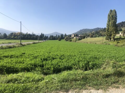 Terreno edificabile ed artigianale a Secchiano